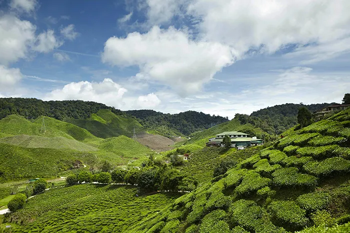Cameron Highlands